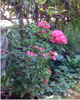 fiori